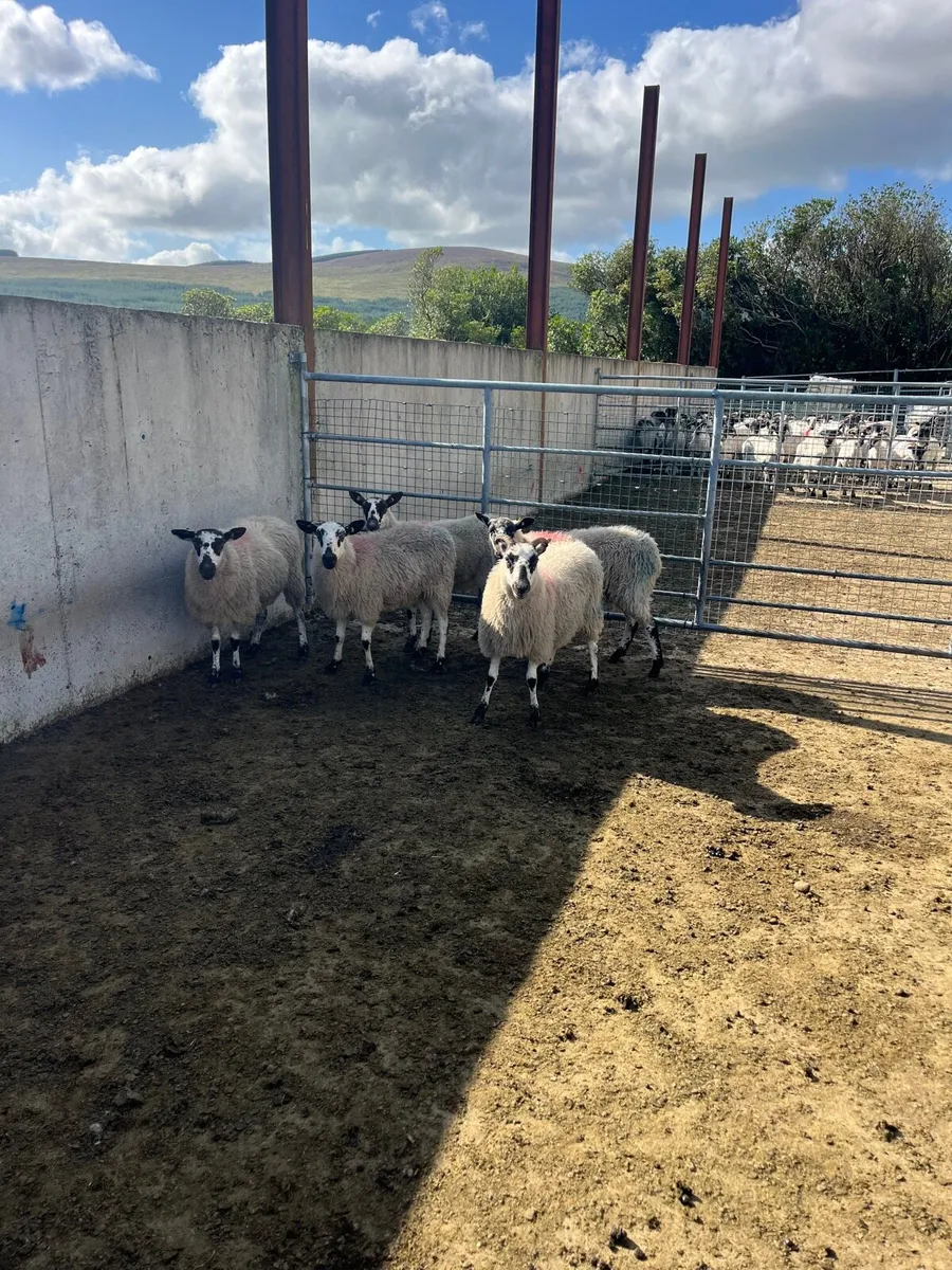 Mule Hoggets - Image 1