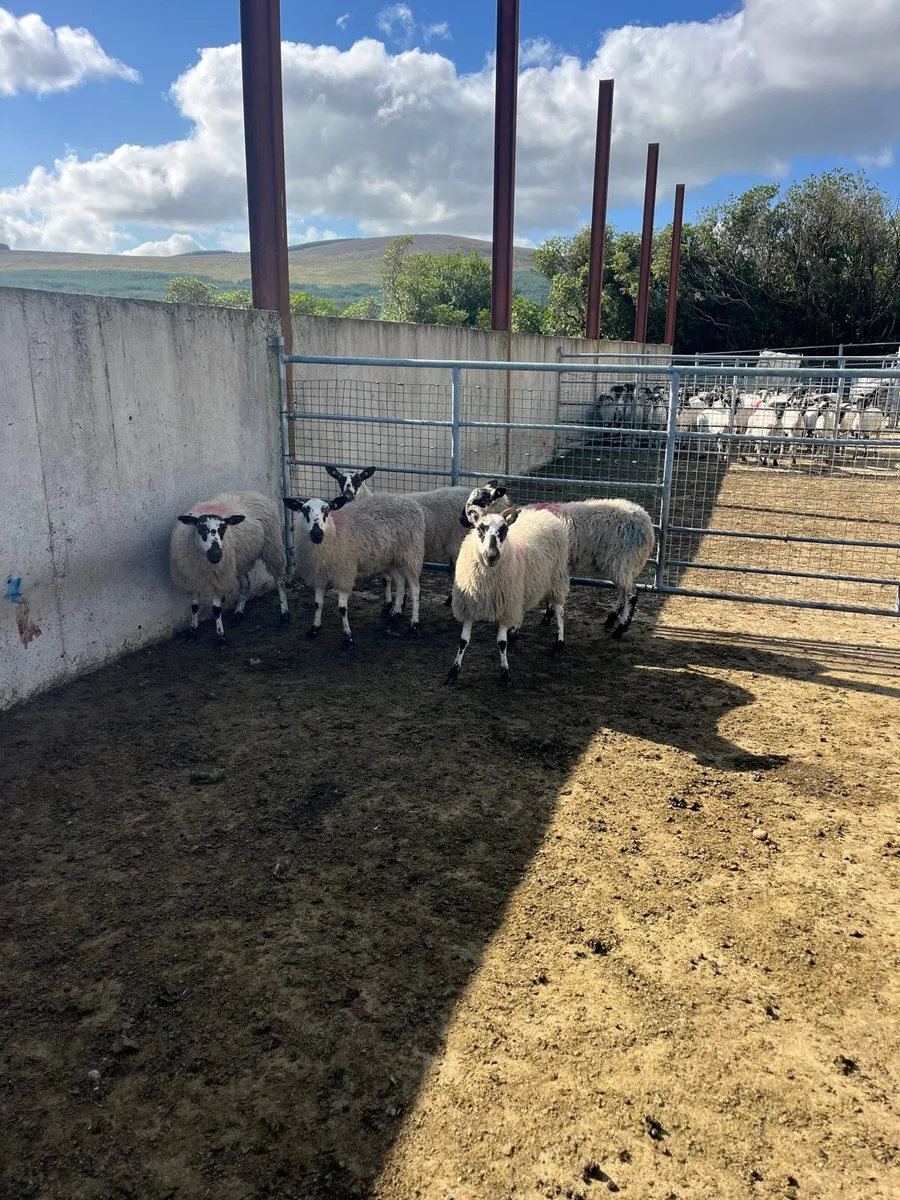 Mule Hoggets - Image 2