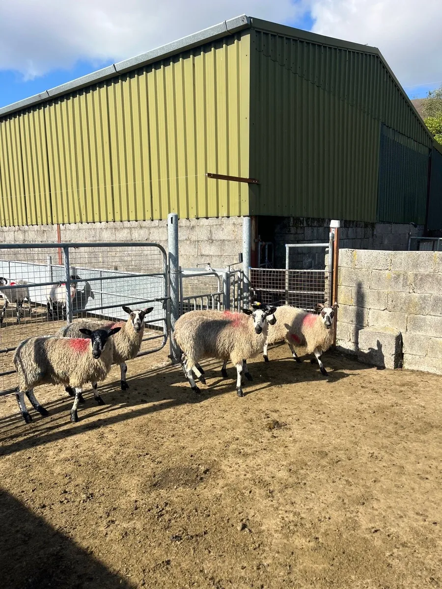 Mule Hoggets - Image 3