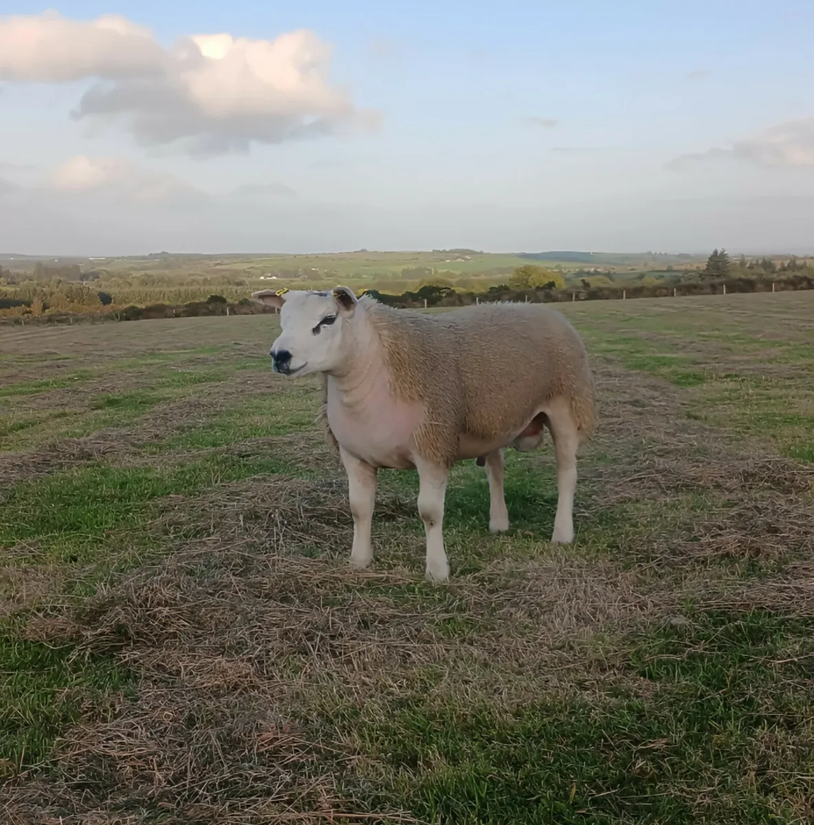 Forestview entery for Irish Texel society  sale - Image 1