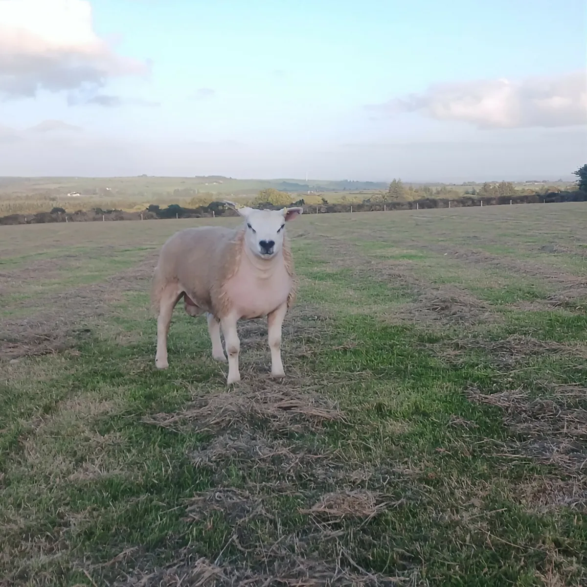 Forestview entery for Irish Texel society  sale - Image 2