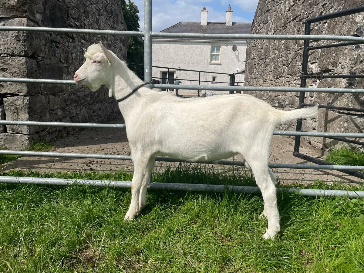 Pedigree Male Kids - Image 1