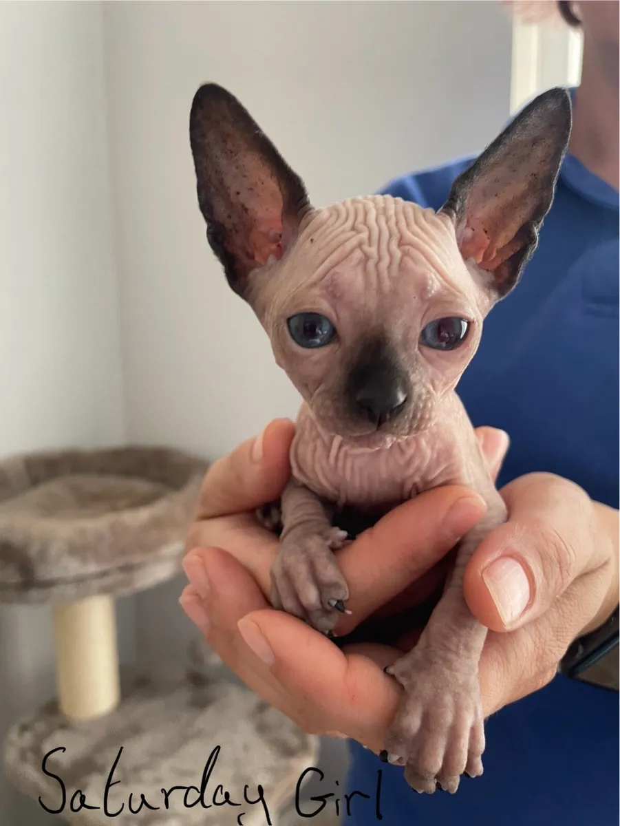 Canadian Sphynx kittens - Image 2
