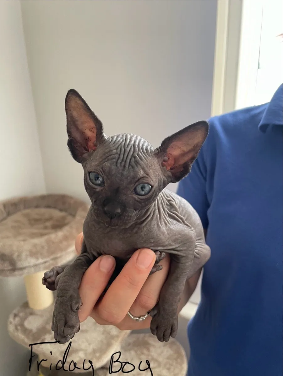 Canadian Sphynx kittens - Image 3