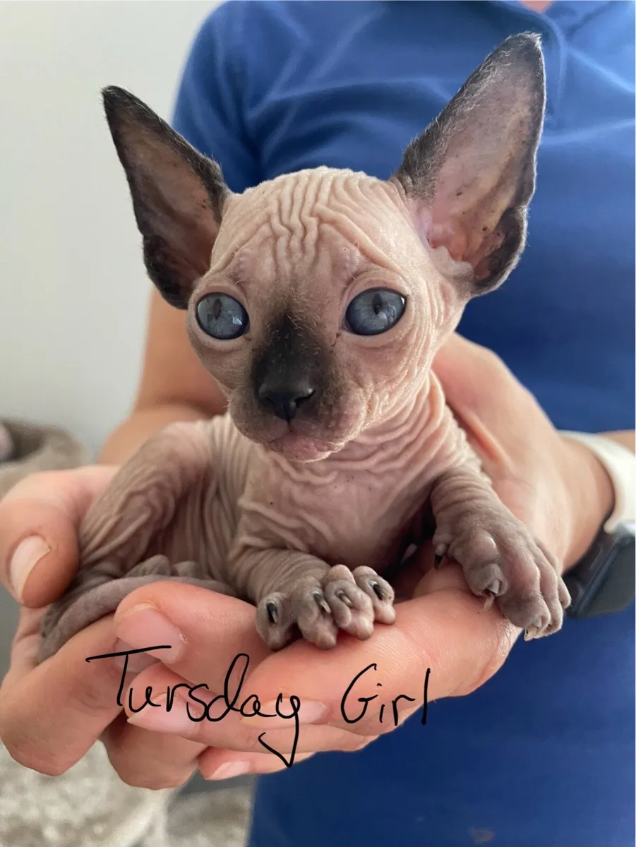 Canadian Sphynx kittens - Image 4