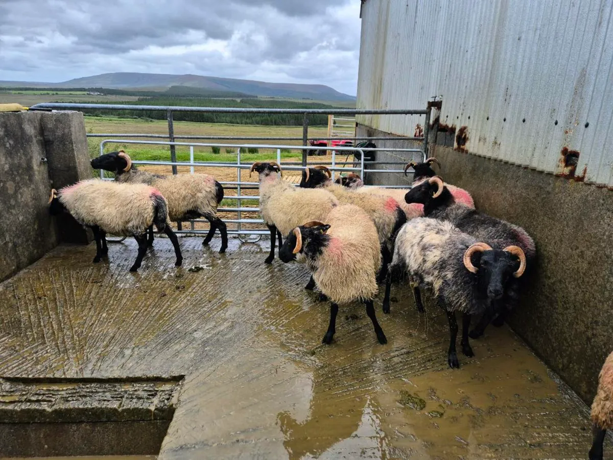 Blackface Mountain Ewe Hogget - Image 1