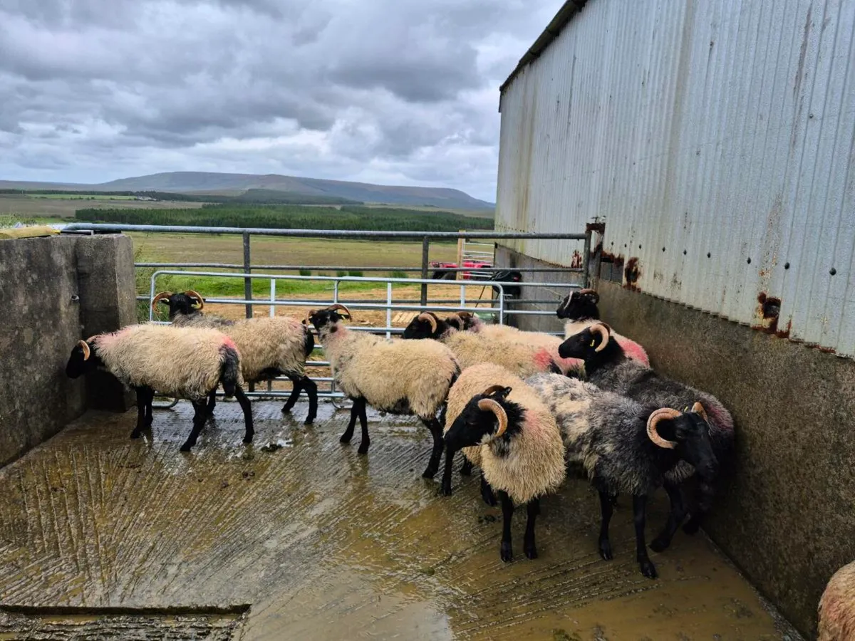Blackface Mountain Ewe Hogget - Image 2