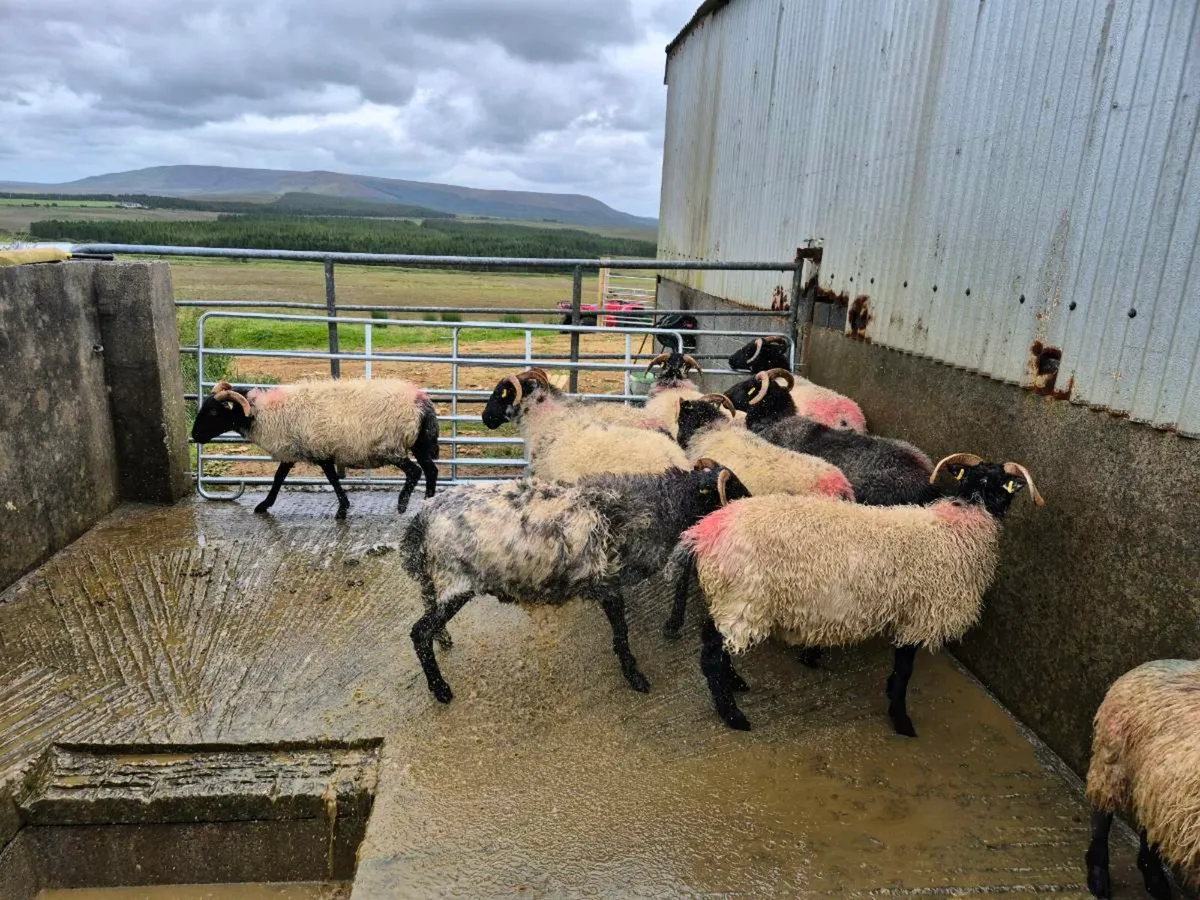 Blackface Mountain Ewe Hogget - Image 3