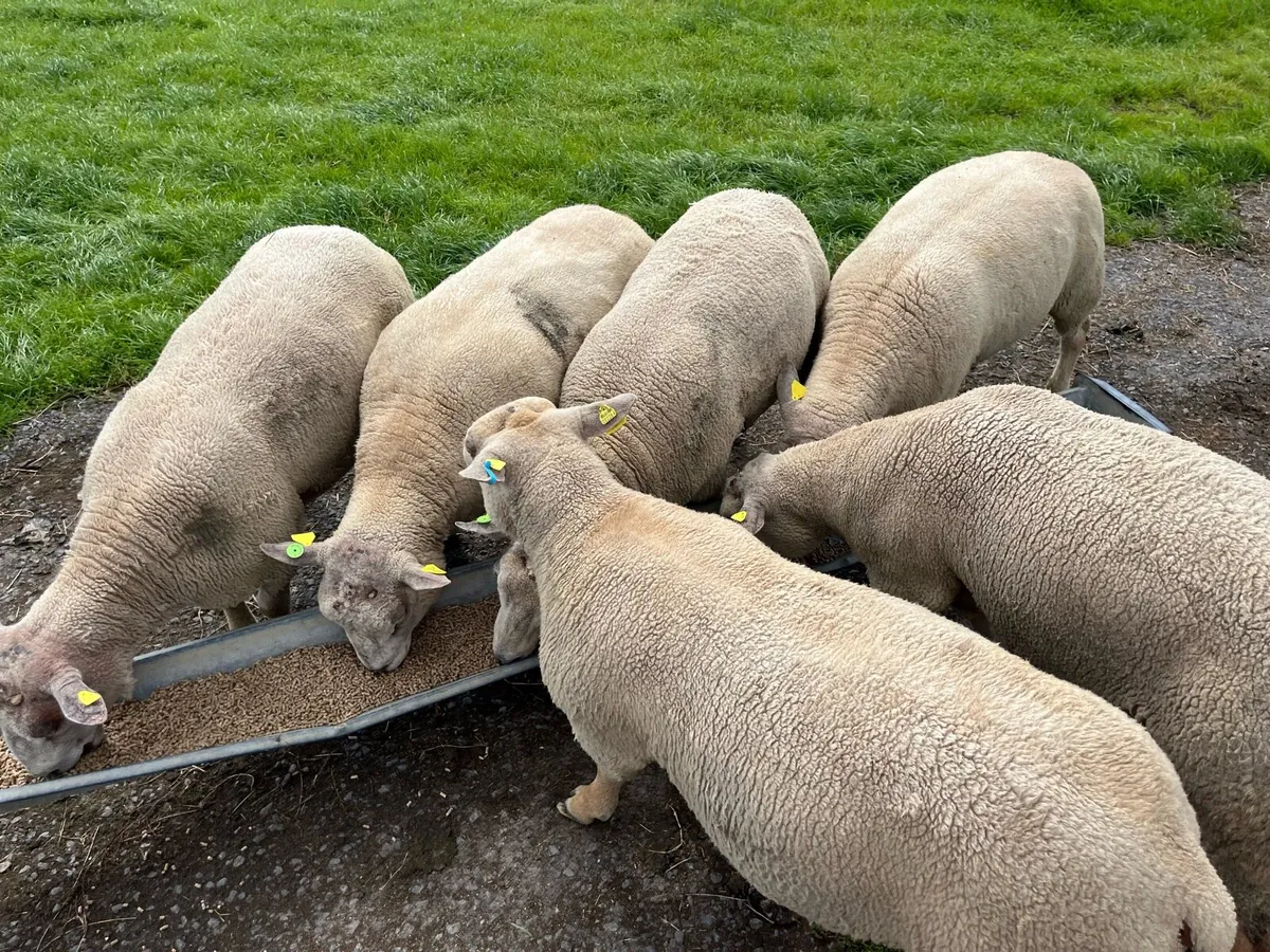 Hogget Rams - Image 1