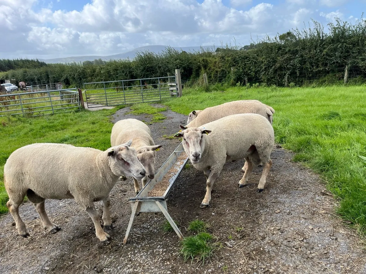 Hogget Rams - Image 2