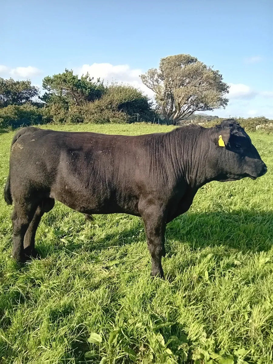 Pedigree Angus Bull - Image 2