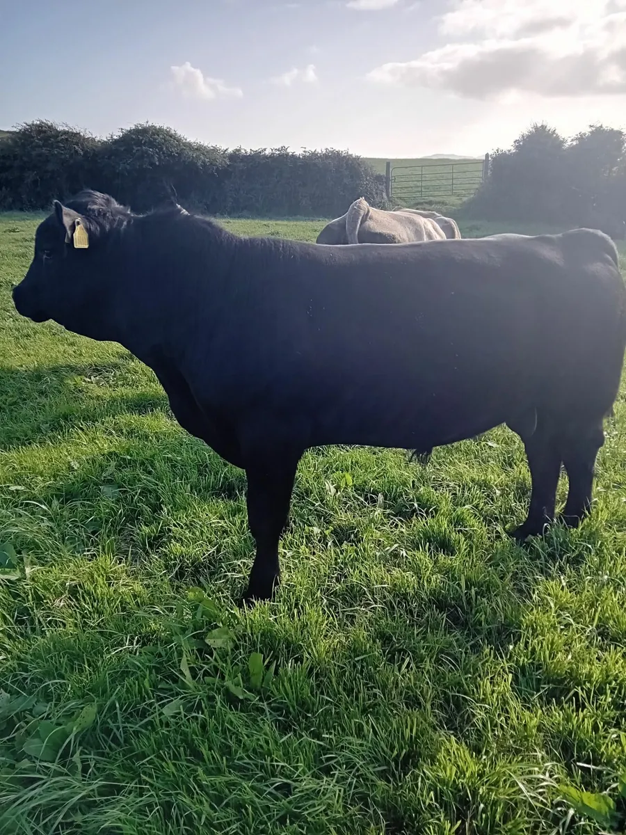 Pedigree Angus Bull - Image 3