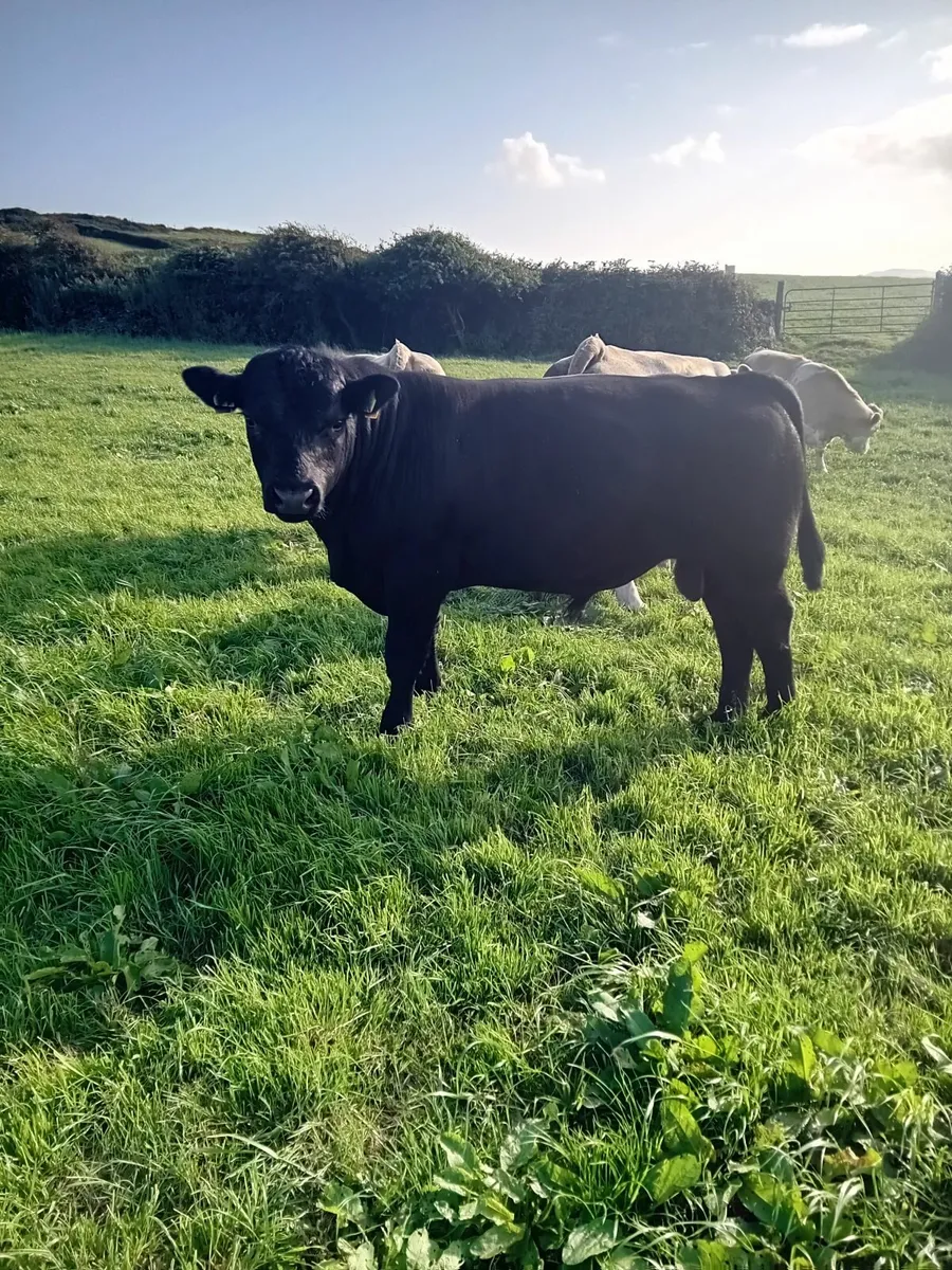 Pedigree Angus Bull - Image 4