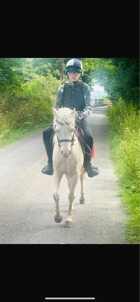 Palomino 4yr old Gelding - Image 2