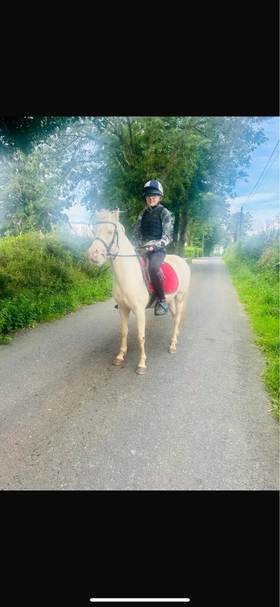 Palomino 4yr old Gelding - Image 3