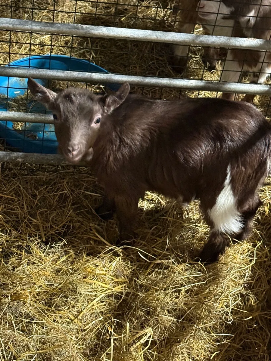 2 female chocolate colour Pygmys for sale - Image 1
