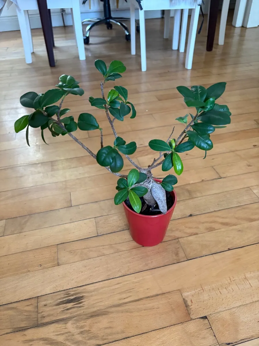 9 beautiful indoor plants - Image 2