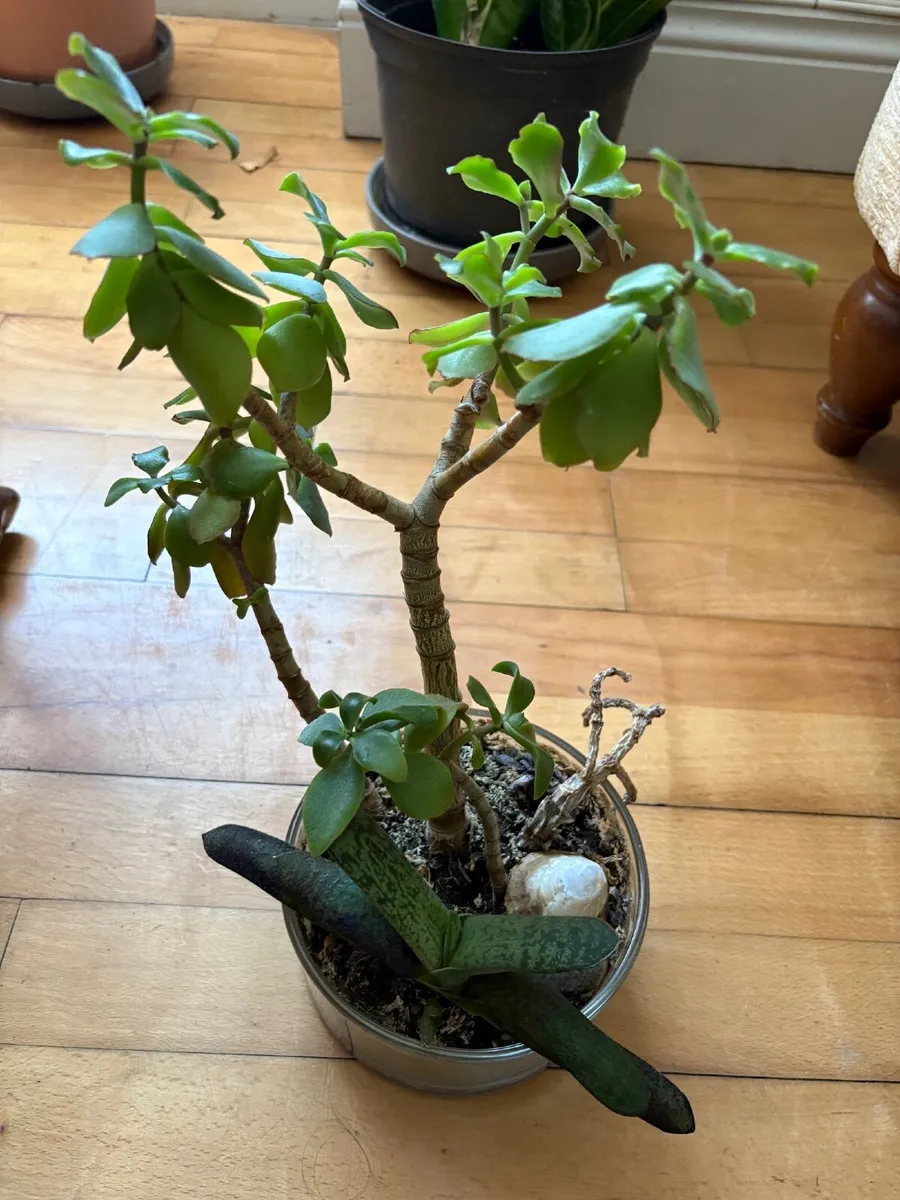 9 beautiful indoor plants - Image 3