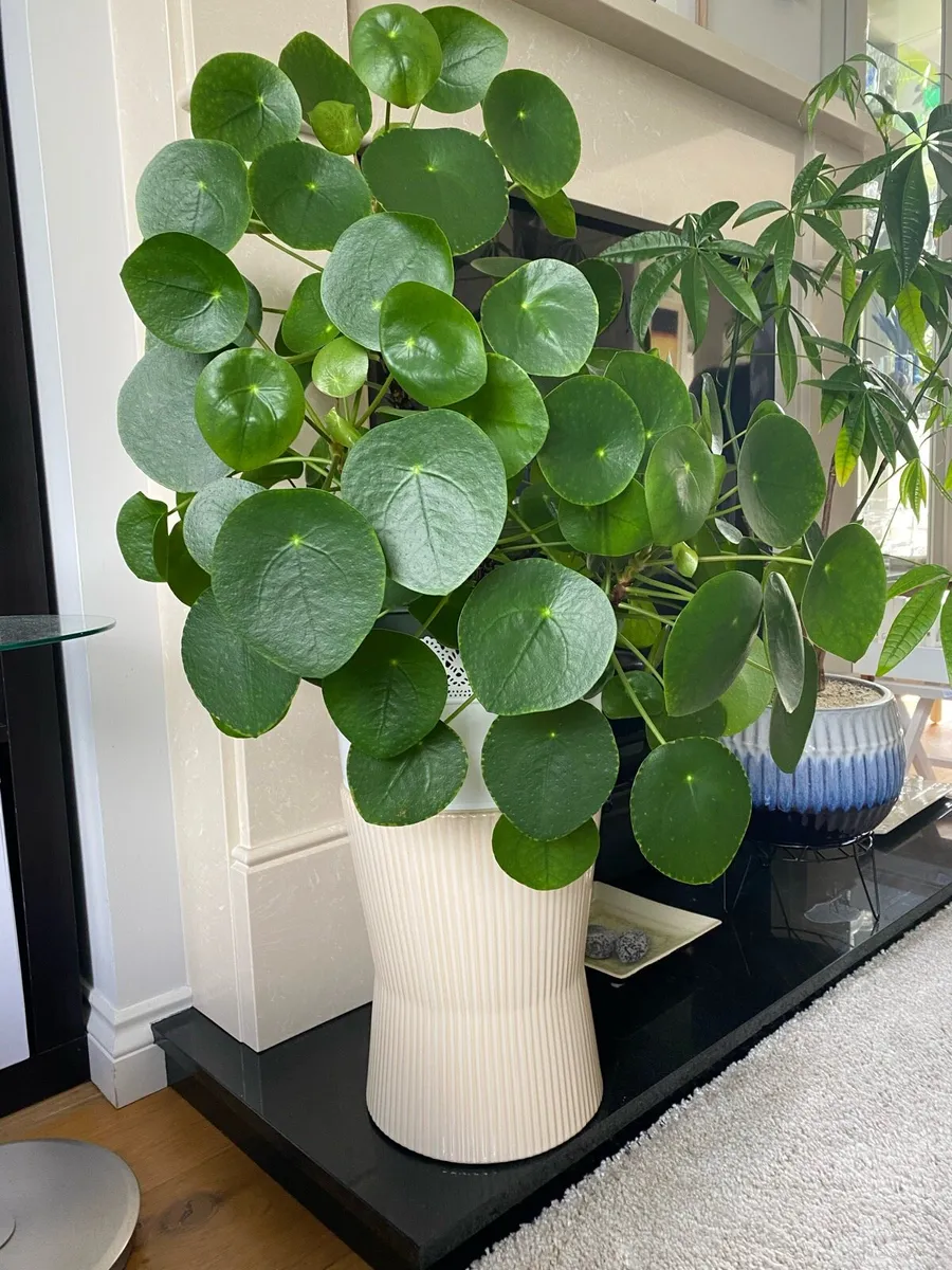 House plant, pilea, money plant - Image 1
