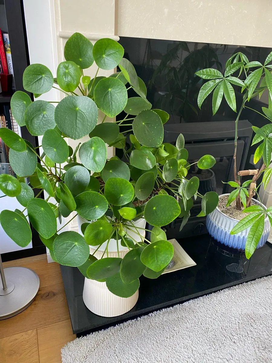 House plant, pilea, money plant - Image 2
