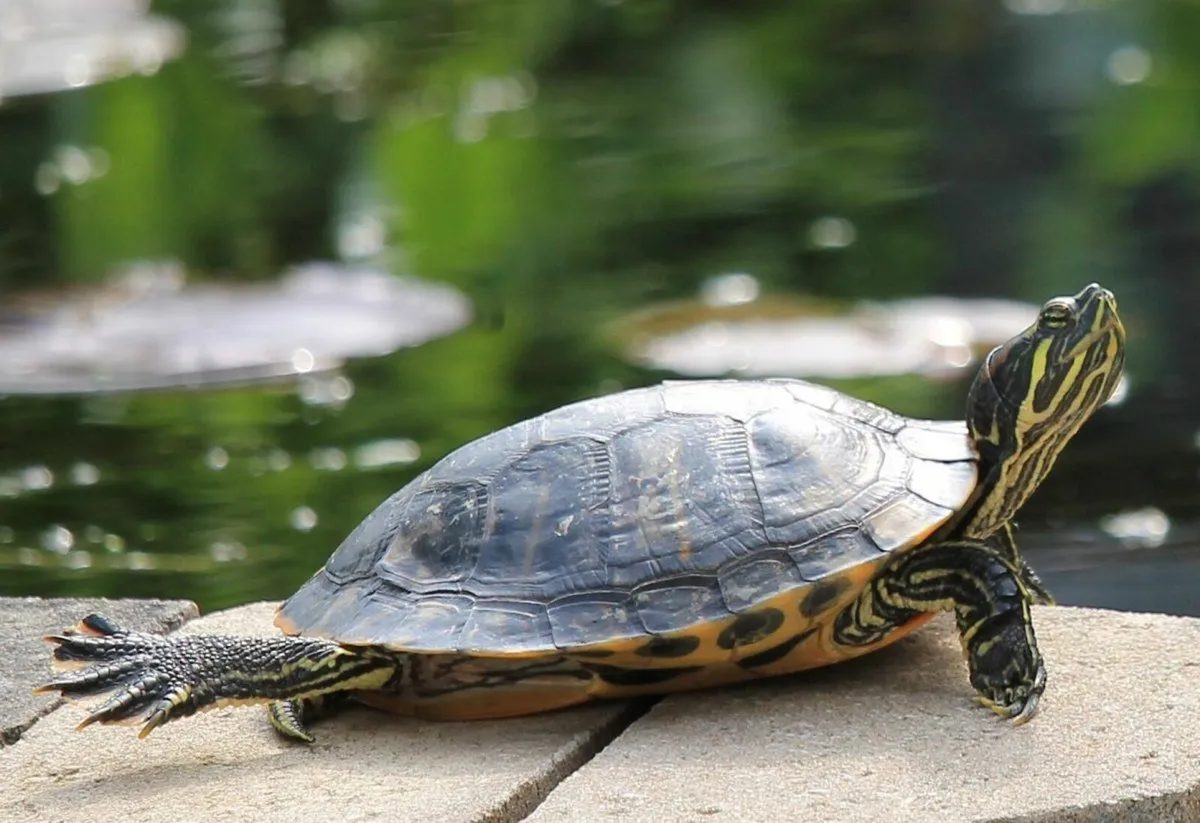 Turtle