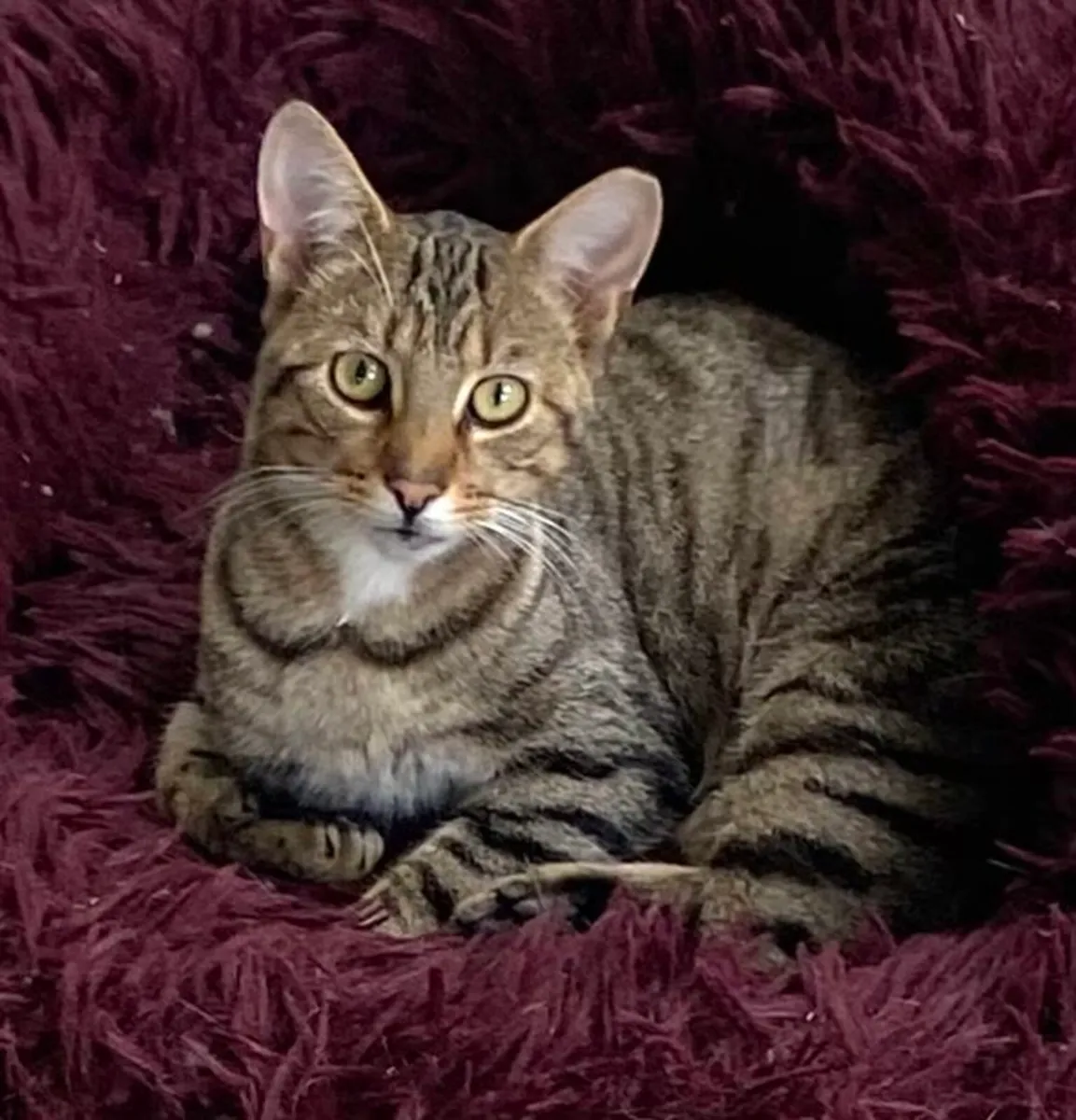 Catstrust adoption and protection. Rescued . - Image 3