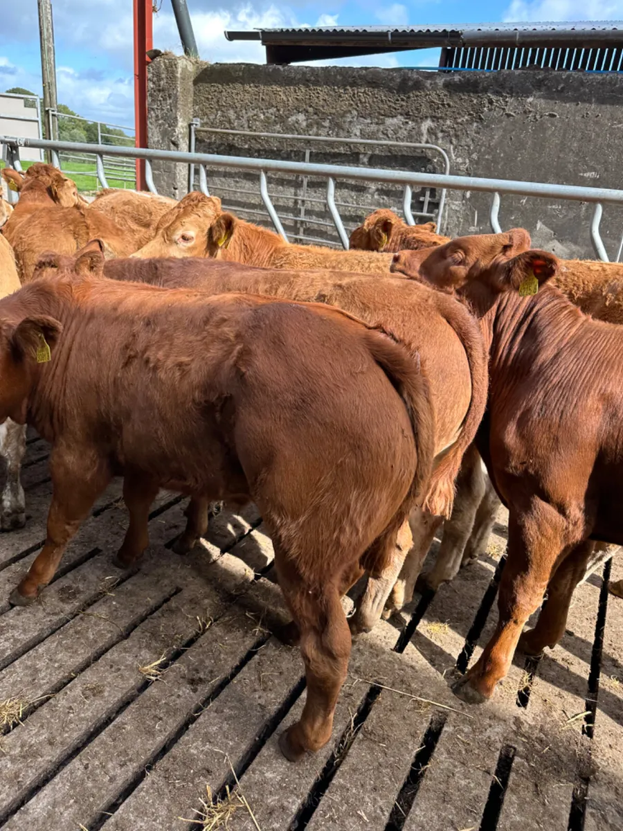 Lim and Charolais bullocks - Image 3