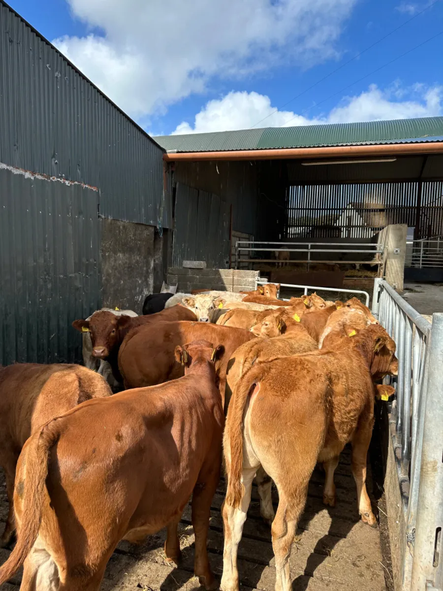 Lim and Charolais bullocks - Image 4