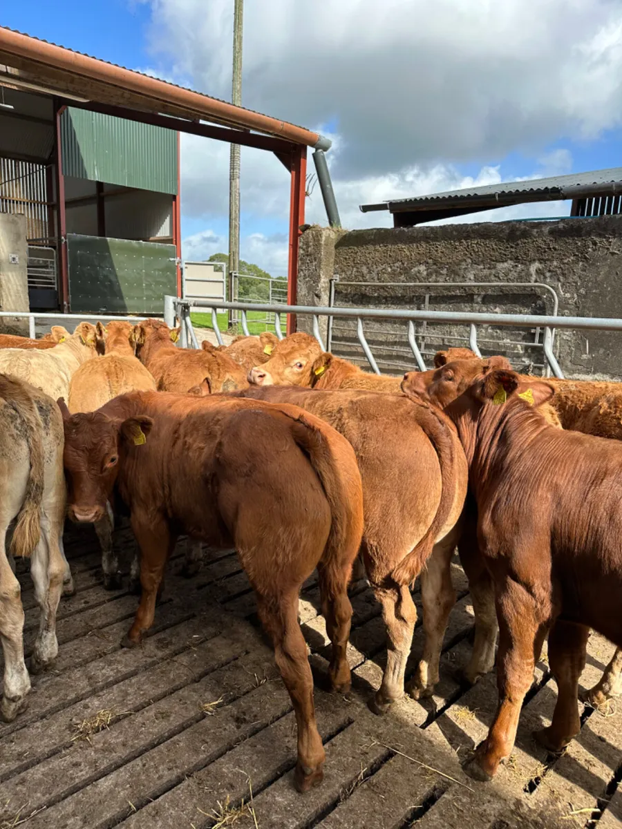 Lim and Charolais bullocks - Image 2