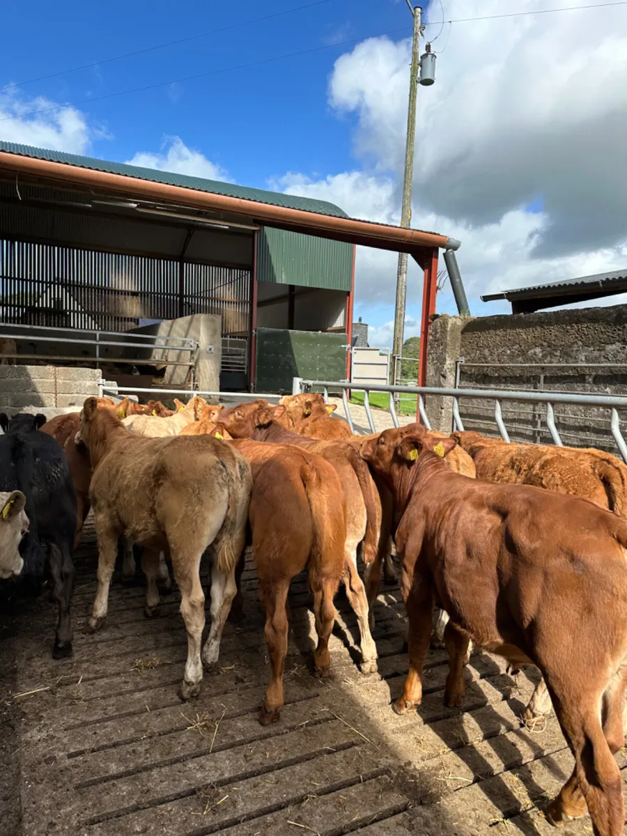 Lim and Charolais bullocks - Image 1