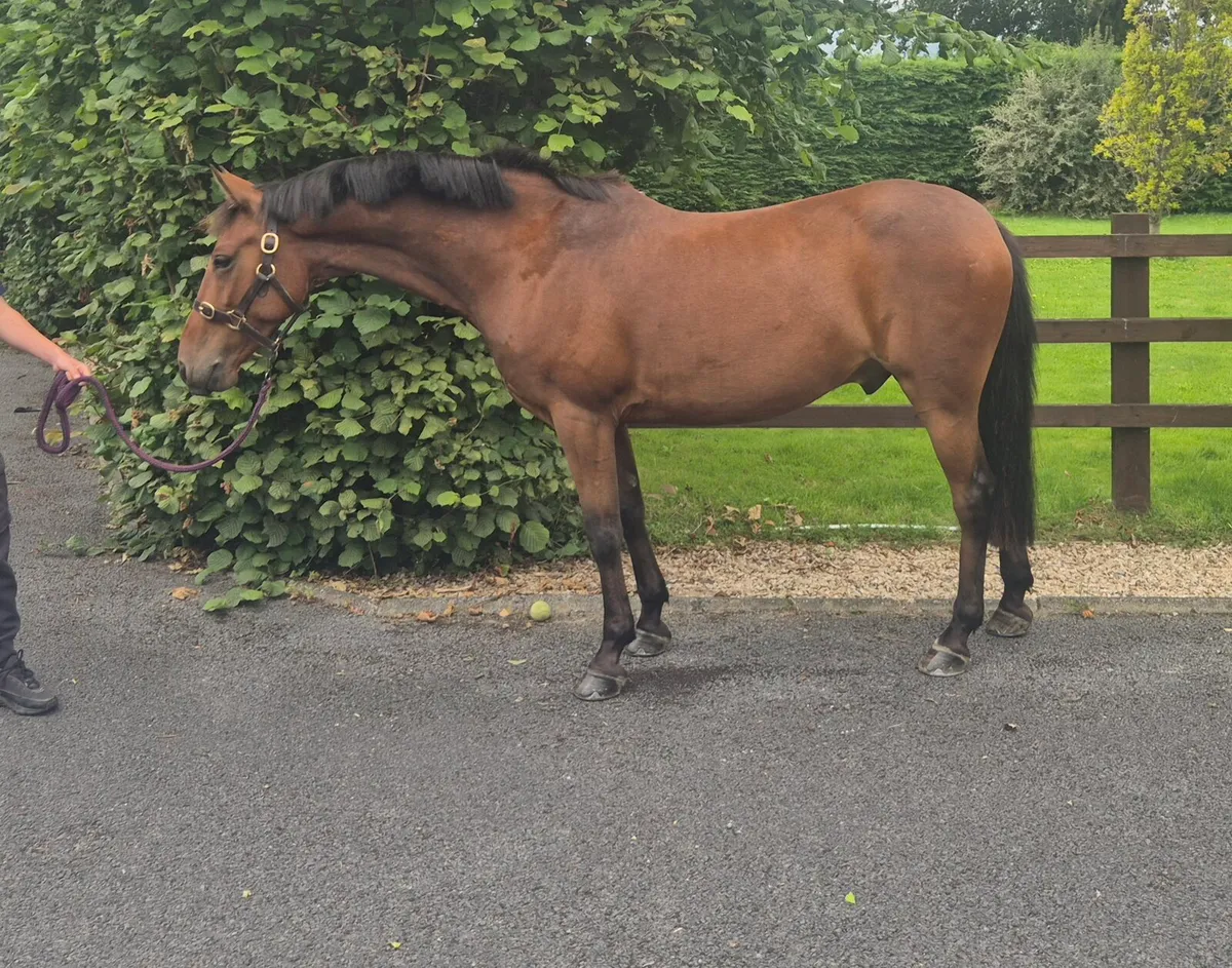 7 yr old 148 gelding - Image 1