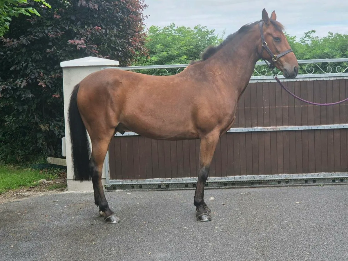 7 yr old 148 gelding - Image 2