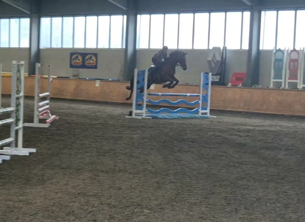 7 yr old 148 gelding - Image 3