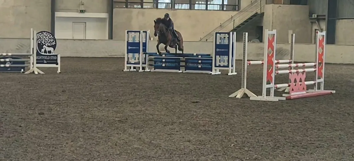 7 yr old 148 gelding - Image 4