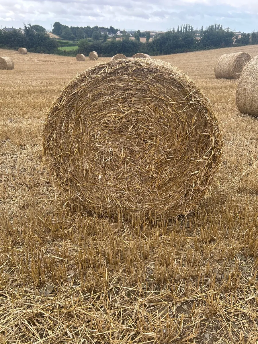Wheaten straw 4x4 - Image 2
