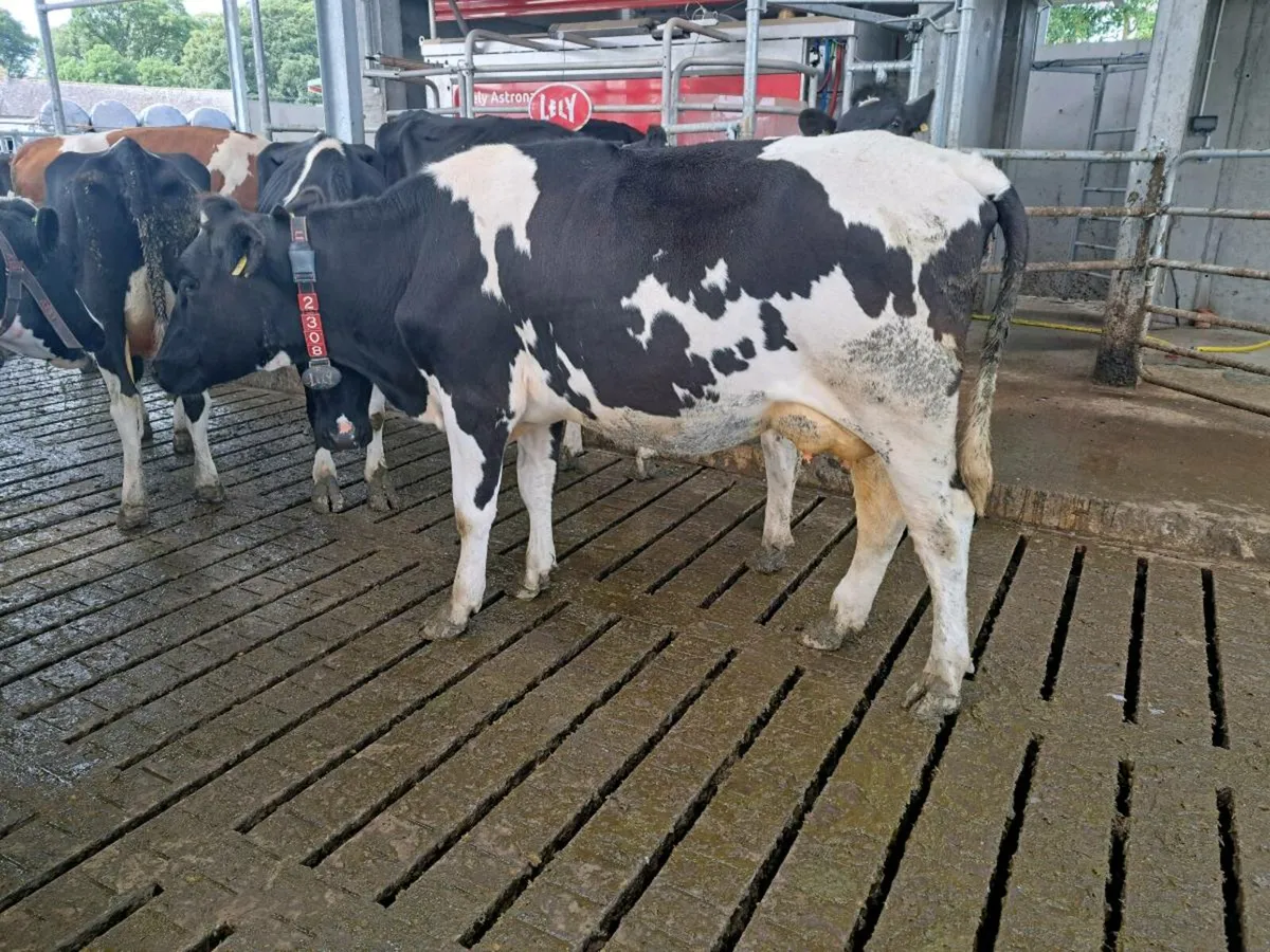 Milking cow