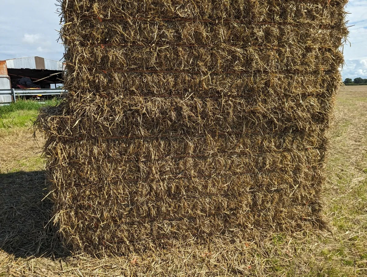 Wheat Straw
