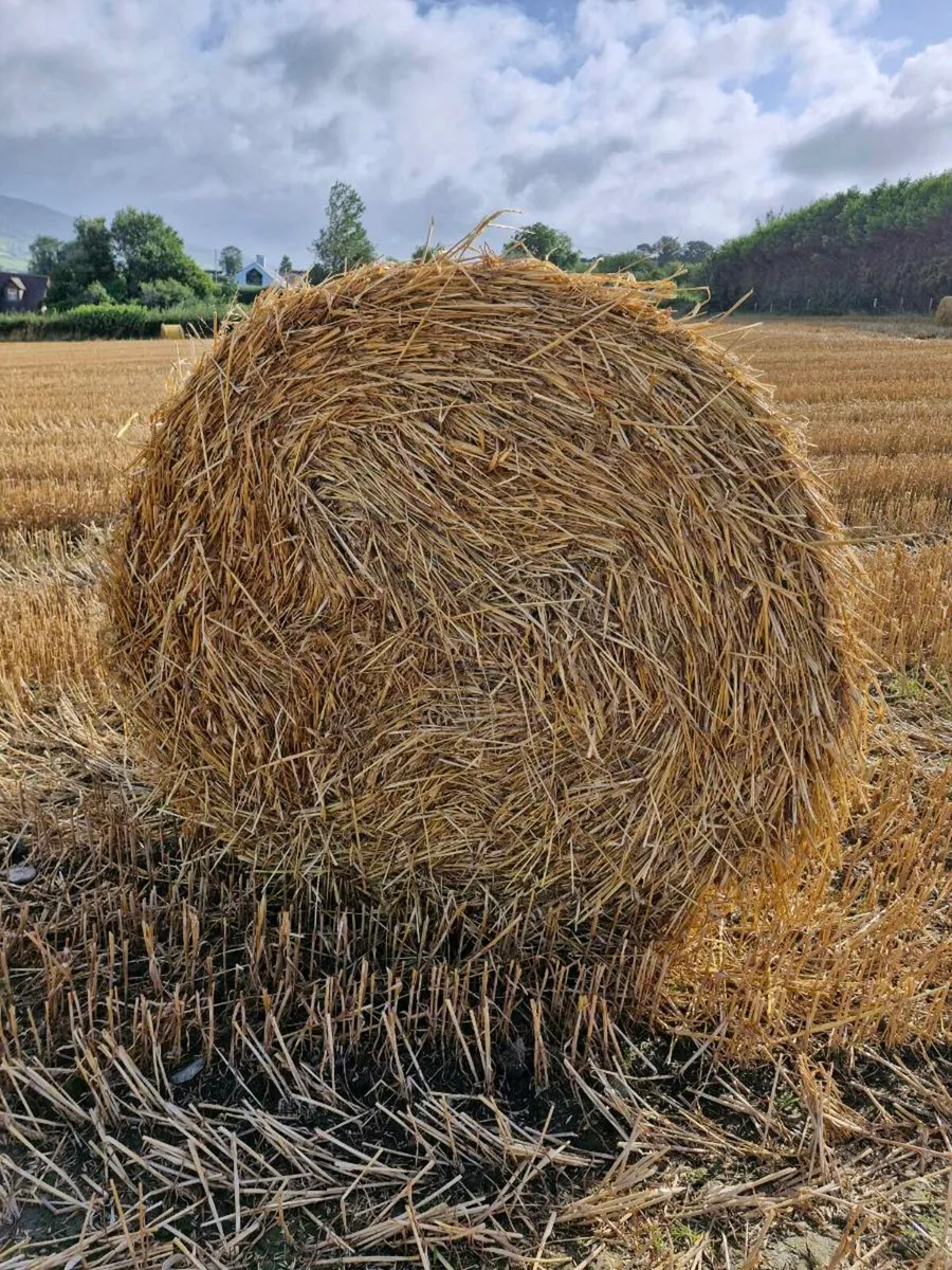 Oat straw - Image 1