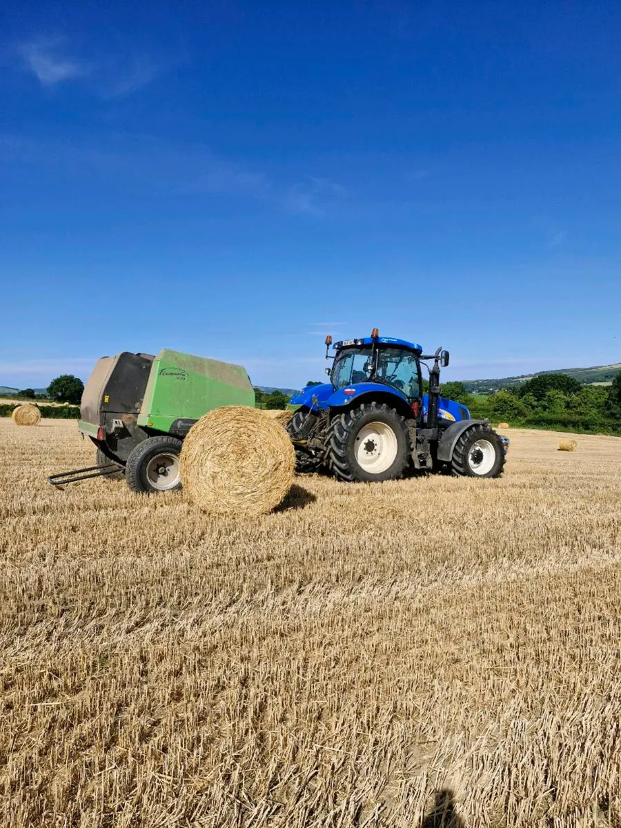 Oat straw - Image 2