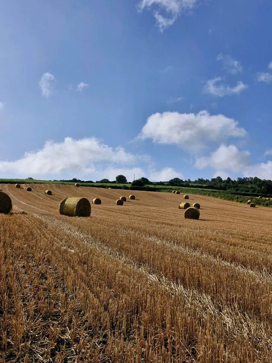 Oat straw - Image 3