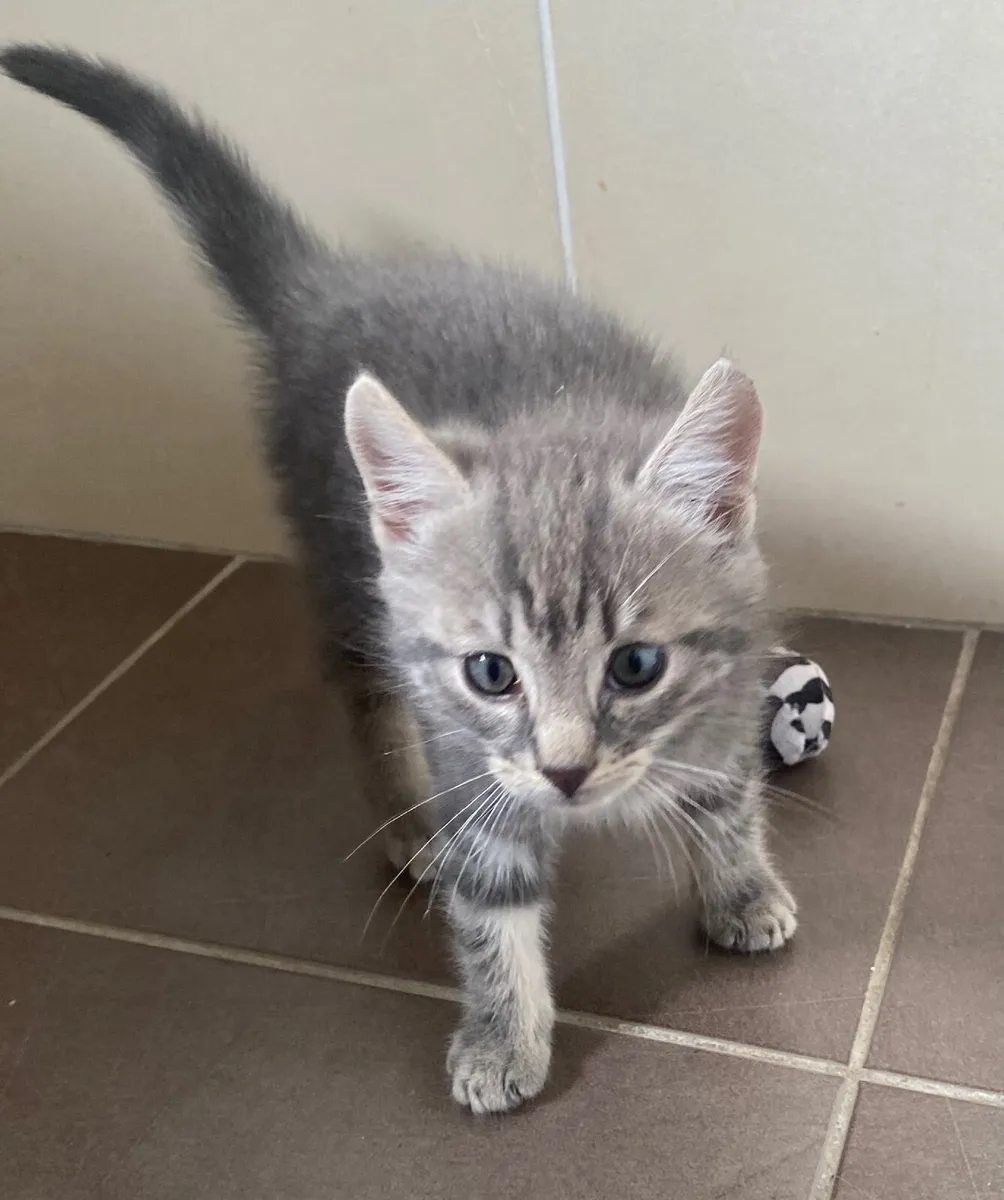 Kitten - Image 1