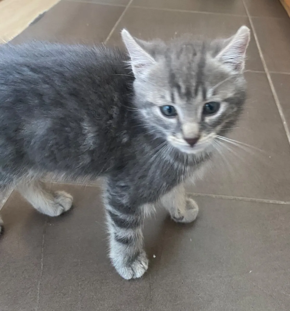 Kitten - Image 3
