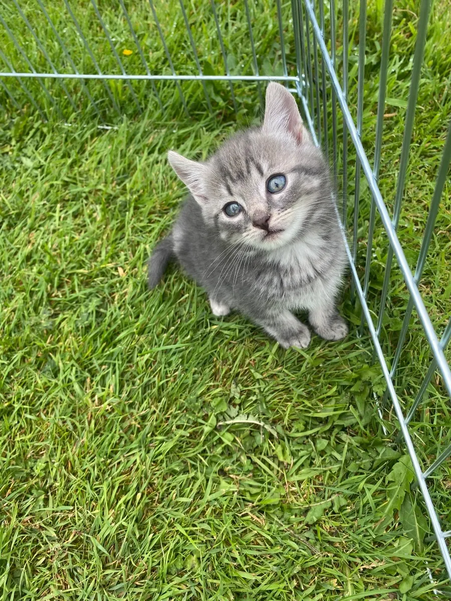 Kitten - Image 2