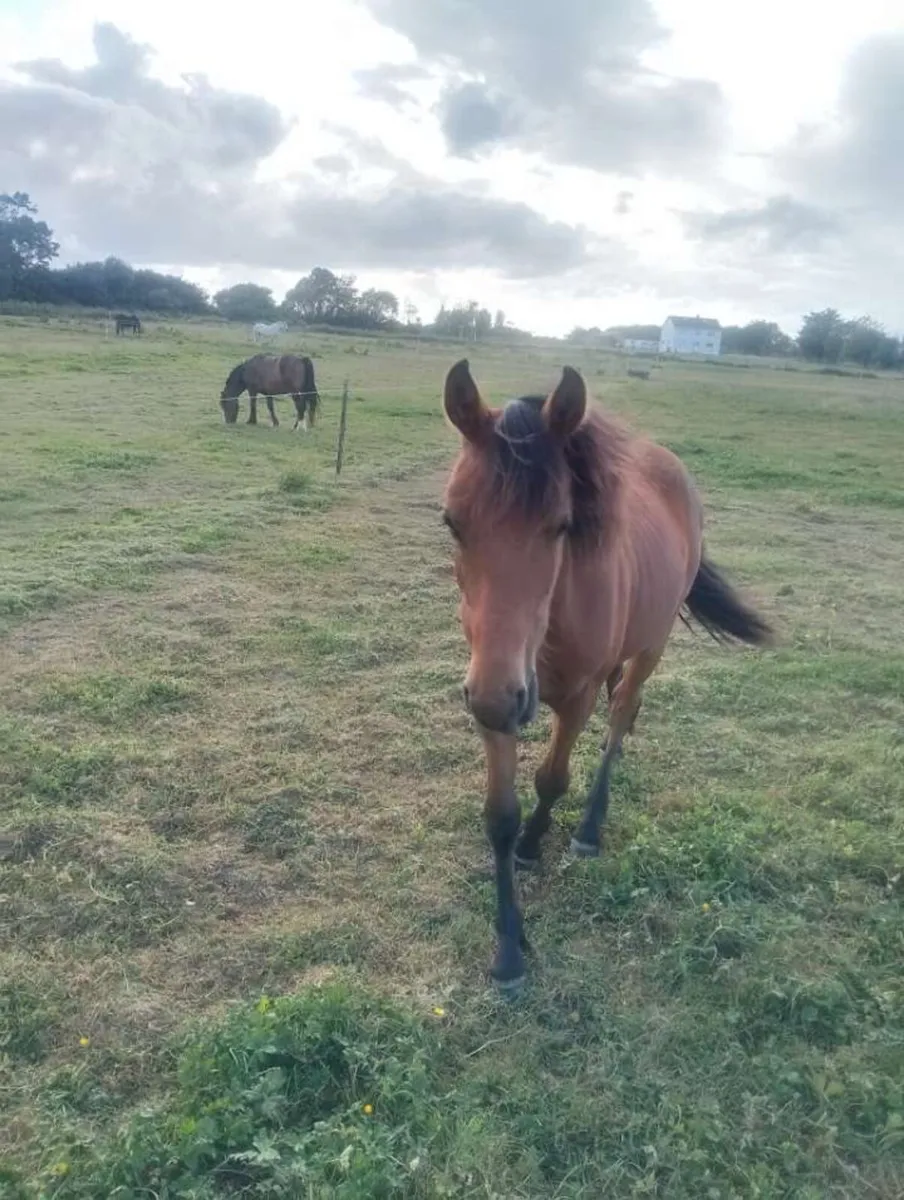 Filly foal Connie x fresion - Image 3