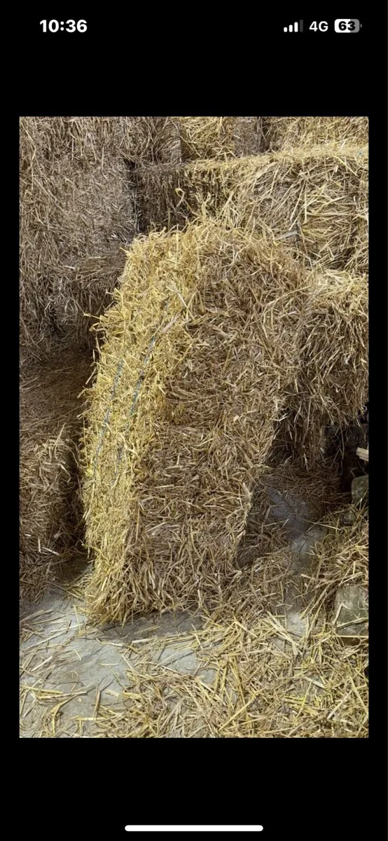 Small square bales of Barley Straw - Image 1