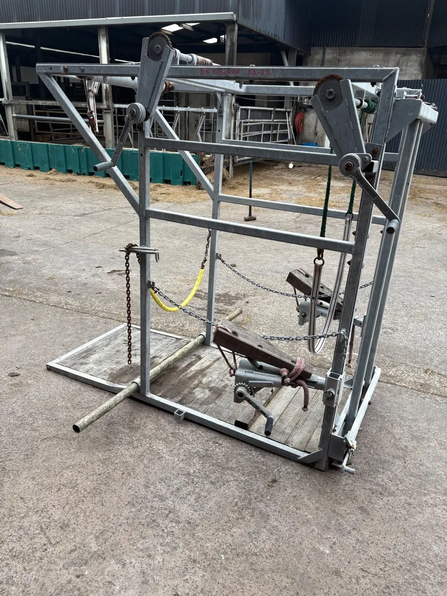 Cow hoof crate - Image 4