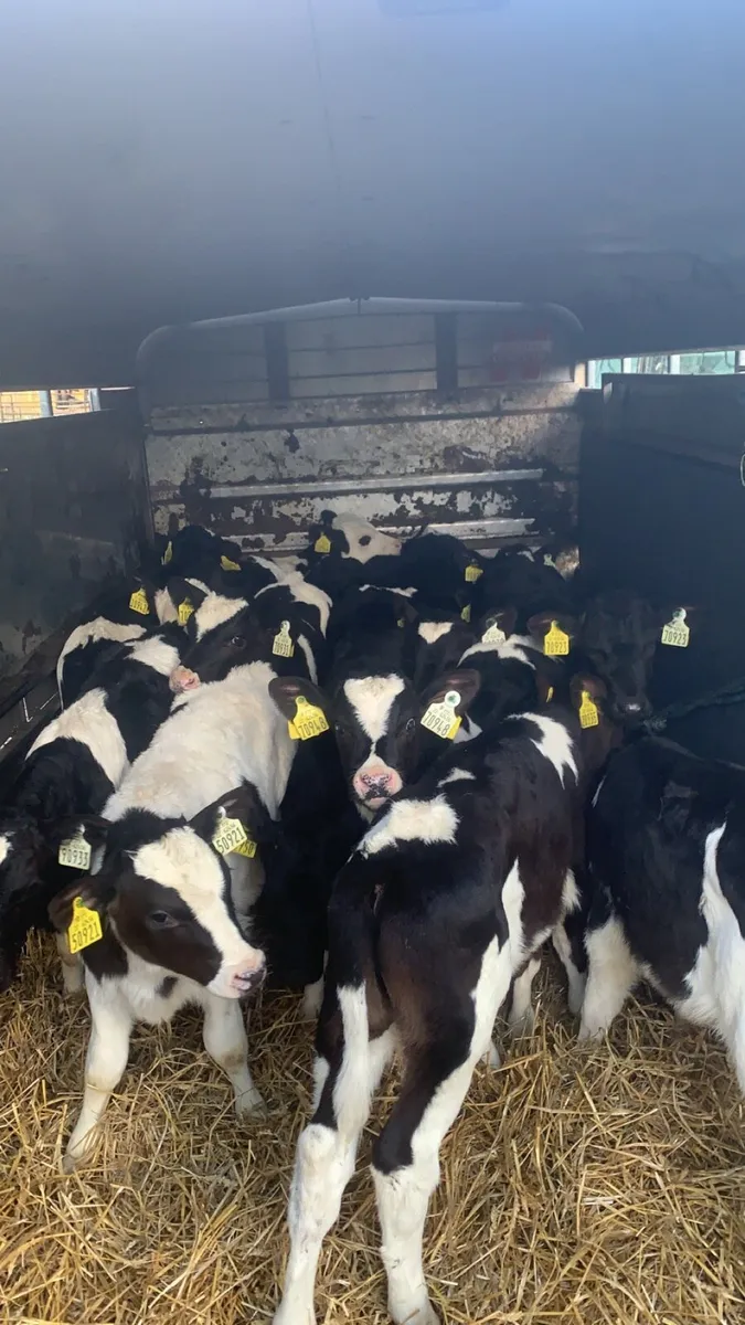 LOOKING FOR FR/FRX Calf’s