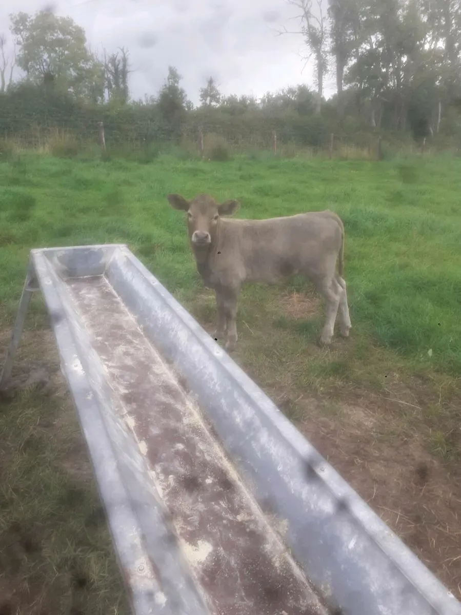 Suck Calf - Image 1