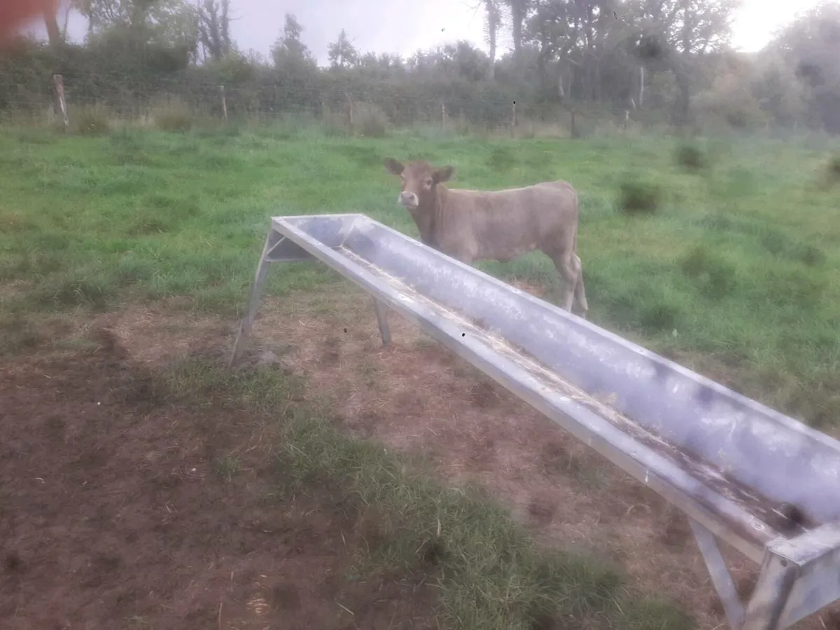 Suck Calf - Image 2