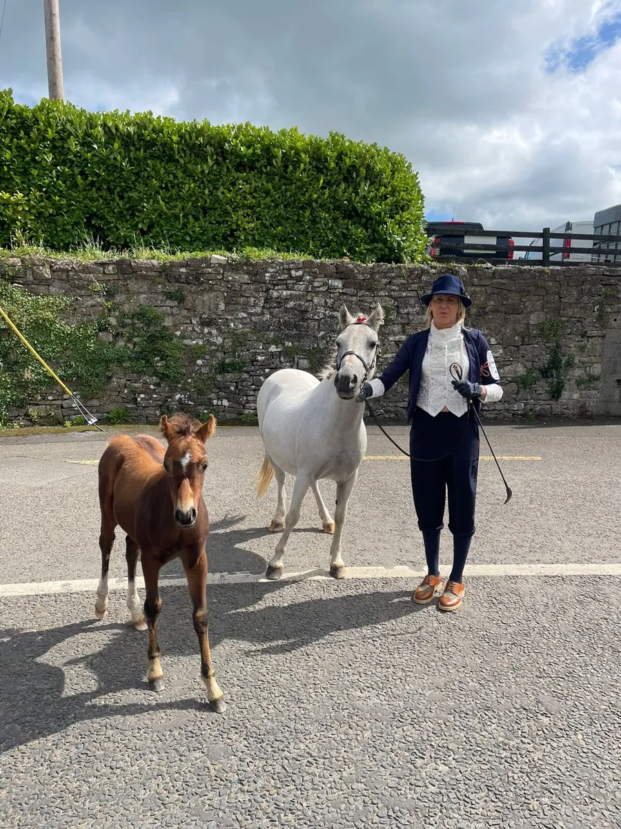 Show pony and foal for sale - Image 1